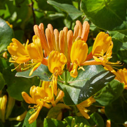 Chèvrefeuille grimpant Tellmanniana / Lonicera Tellmanniana